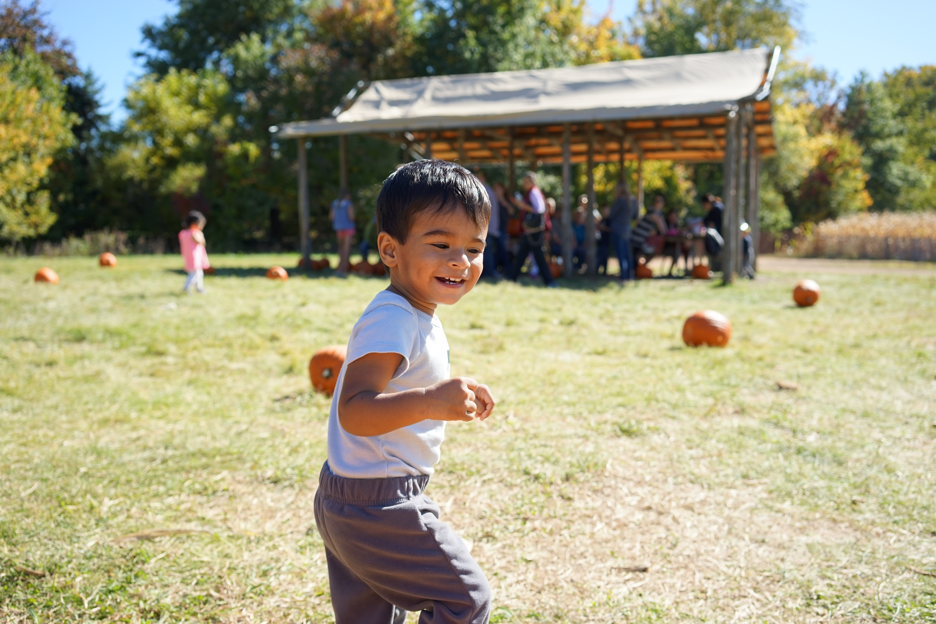 Pumpkin Patch
